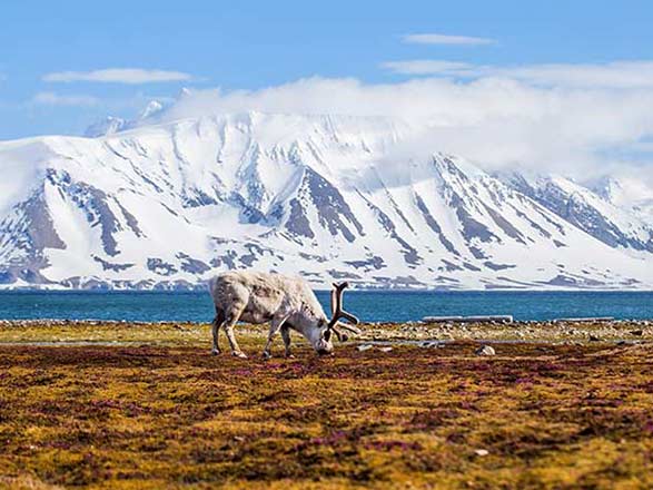 Escale Spitzberg (Longyearbyen)
